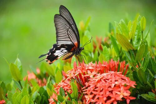 Le farfalle tra gli insetti utili per il giardino.