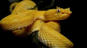 L'isola dei serpenti: uno dei luoghi più pericolosi al mondo