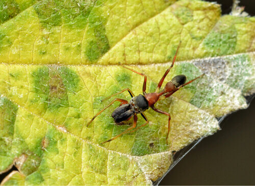 Ragni che somigliano alle formiche: il genere Myrmarachne
