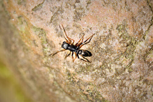 Un ragno su una pietra.