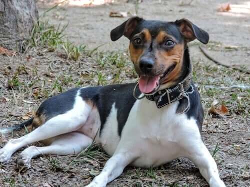 Fox paulistinha sdraiato.