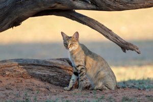 Gatti mondo. Gatto selvatico africano: l'antenato dei gatti domestici americani.