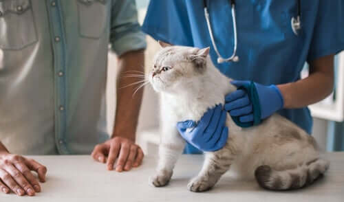 Visita veterinaria del gatto.