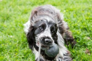 4 giochi per divertirvi con il vostro Cocker spaniel inglese