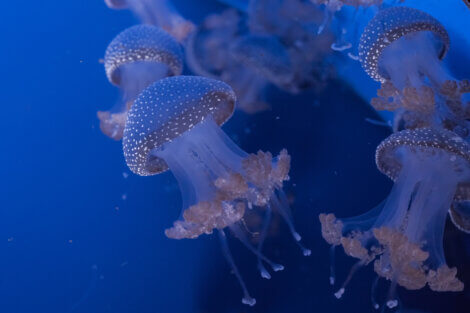 Gruppo di meduse nell'oceano.