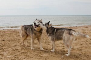 Malattie sessualmente trasmissibili nei cani: quali sono?