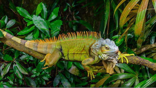 Iguana dai tubercoli nel suo habitat naturale. 