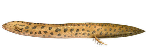 Lepidosiren Paradox.