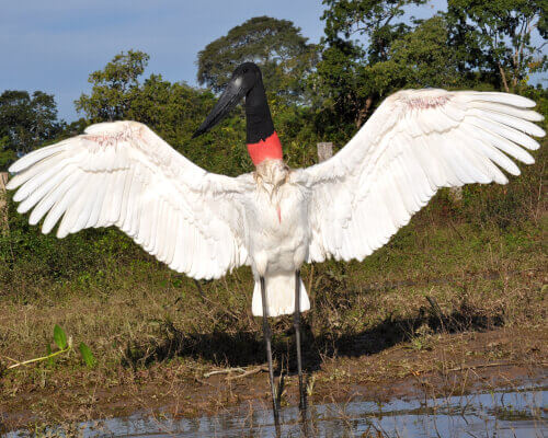 Jabiru con le ali spiegate.