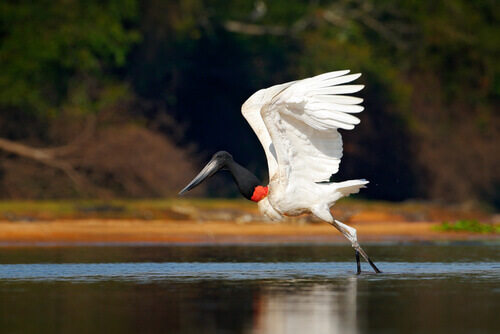 La cicogna jabiru, un enorme uccello tropicale