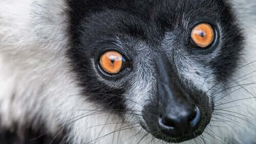 Lemure dal collare: caratteristiche, comportamento e habitat