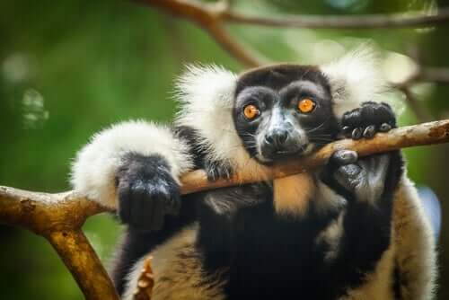Lemure appeso al ramo di un albero.