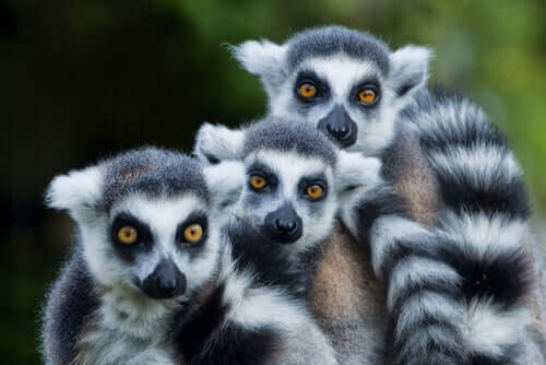Lemure dalla coda ad anelli: caratteristiche, comportamento e habitat