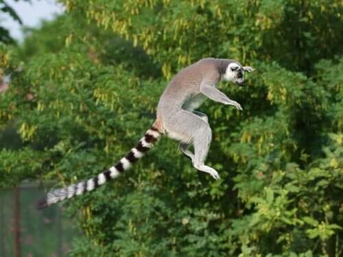 Lemure dalla coda ad anelli che salta da un albero all'altro.