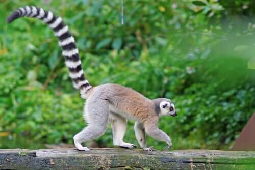 Lemure che cammina nel suo habitat naturale.