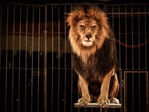 Magia e maltrattamento animale: leone in gabbia.