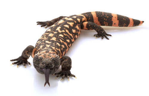 Grande lucertola marrone.