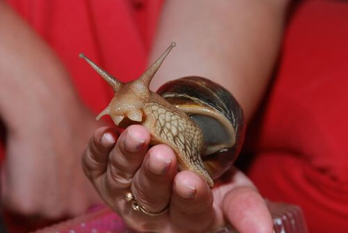 Lumaca gigante Achatina.