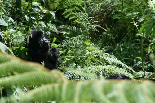 Gorilla nella foresta.