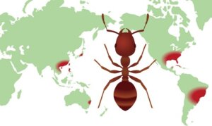 Cos'è una mappa di distribuzione della biodiversità?