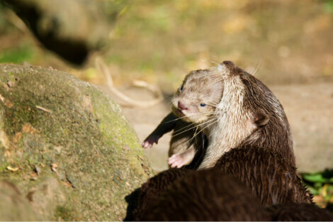 Lontra con cucciolo in bocca.