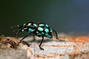 Pachyrhynchus: il gioiello a 6 zampe delle foreste asiatiche