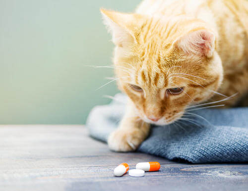 Gatto che guarda delle pillole di vitamine per gatti.
