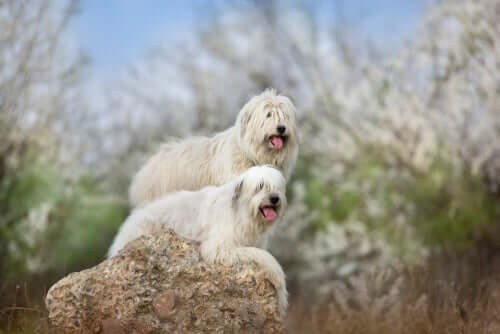 Coppia di pastori ucraini.