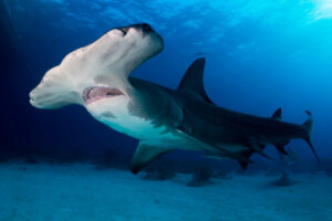 Più di 300 specie di squali e razze rischiano l'estinzione