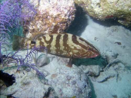 Cernia striata nuota tra gli scogli.