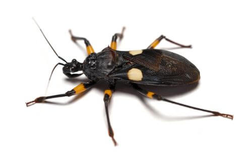 Cimice assassina Platymeris biguttatus su sfondo bianco.