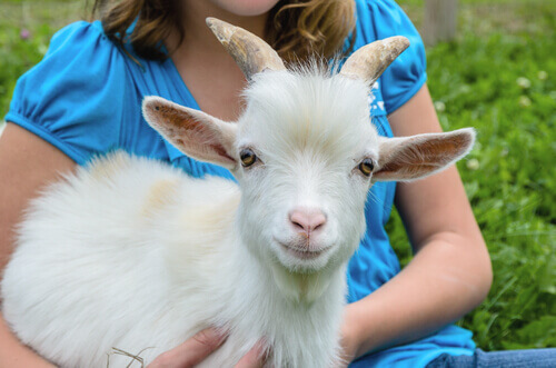 La capra pigmea: un animale adorabile da tenere in casa