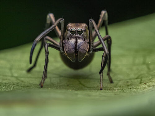 Un ragno nero che sembra una formica.