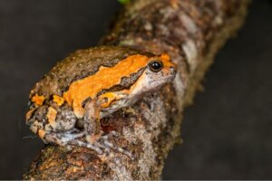 Rana toro asiatica (Kaloula pulchra): cura in cattività