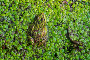 Perché le zone umide stanno scomparendo?
