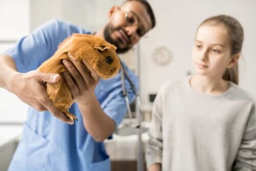 Roditore in una visita veterinaria.