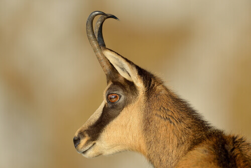 Rupicapra rupicapra e le sue corna.