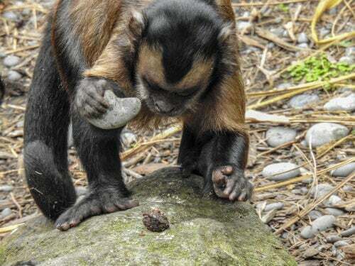 Scimmia con una pietra in mano.