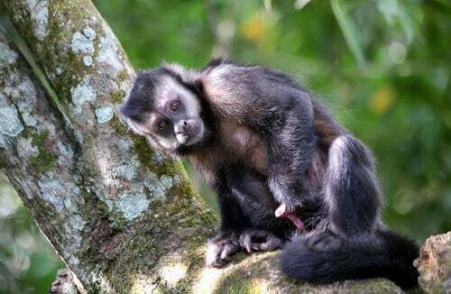 Le scimmie che usano gli utensili da 3000 anni