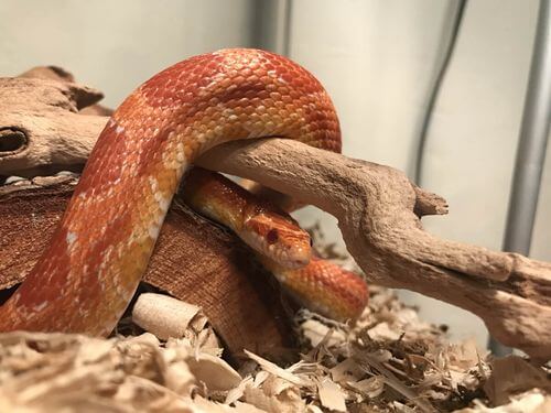 Serpente di mais in un terrario e problemi di occlusione intestinale.