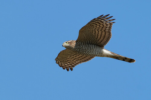 Accipiter nisus in volo.