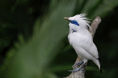 Storno di Bali: un bellissimo uccello a rischio di estinzione