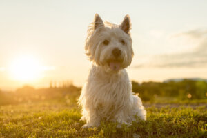 Il Terrier bianco degli altipiani dell'ovest