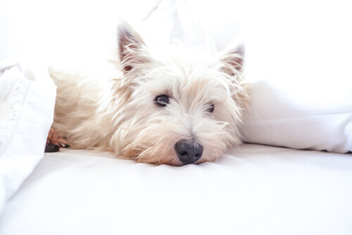 West Highland White Terrier sdraiato sul divano.