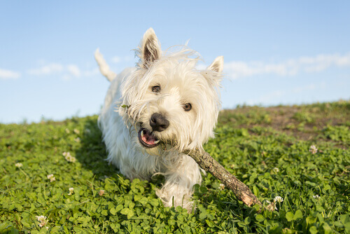 Terrier bianco degli altipiani dell'ovest che gioca con un bastone.