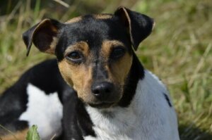 Terrier brasileiro: origini e caratteristiche