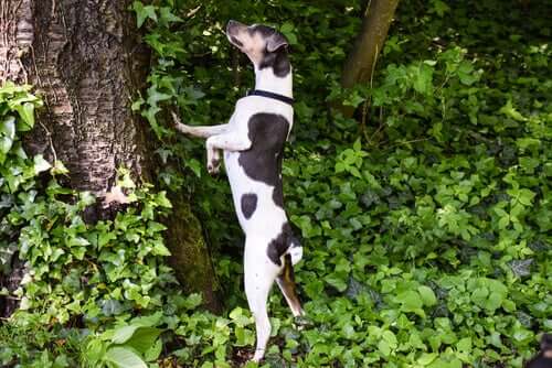 Terrier brasileiro che si arrampica su un albero.