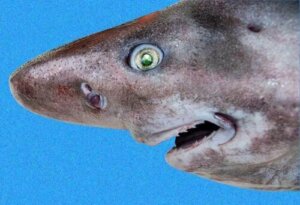 Squalo Spinoso di Cook: un abitante degli abissi
