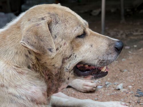 Tipi di dermatite nei cani.