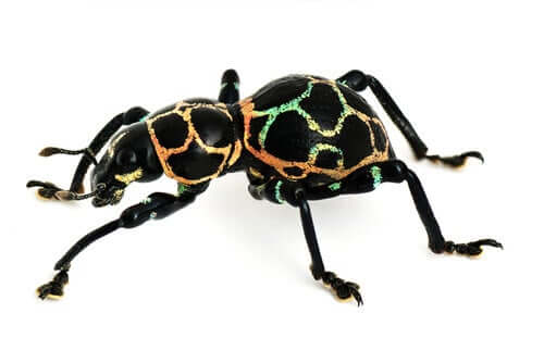 Tonchio delle Filippine.